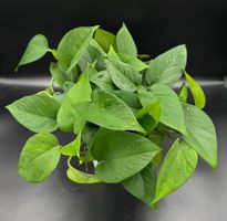 Epipremnum aureum 'Jade' in Semihydro
