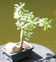 BONSAI  -  Geldbaum
