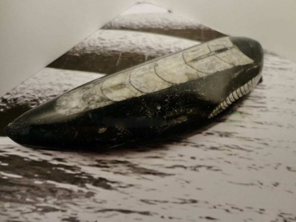 Fossili: Orthoceras – Nuovo (secondo la descrizione) da Biberist venduto da Steine