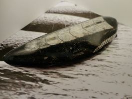Orthoceras
