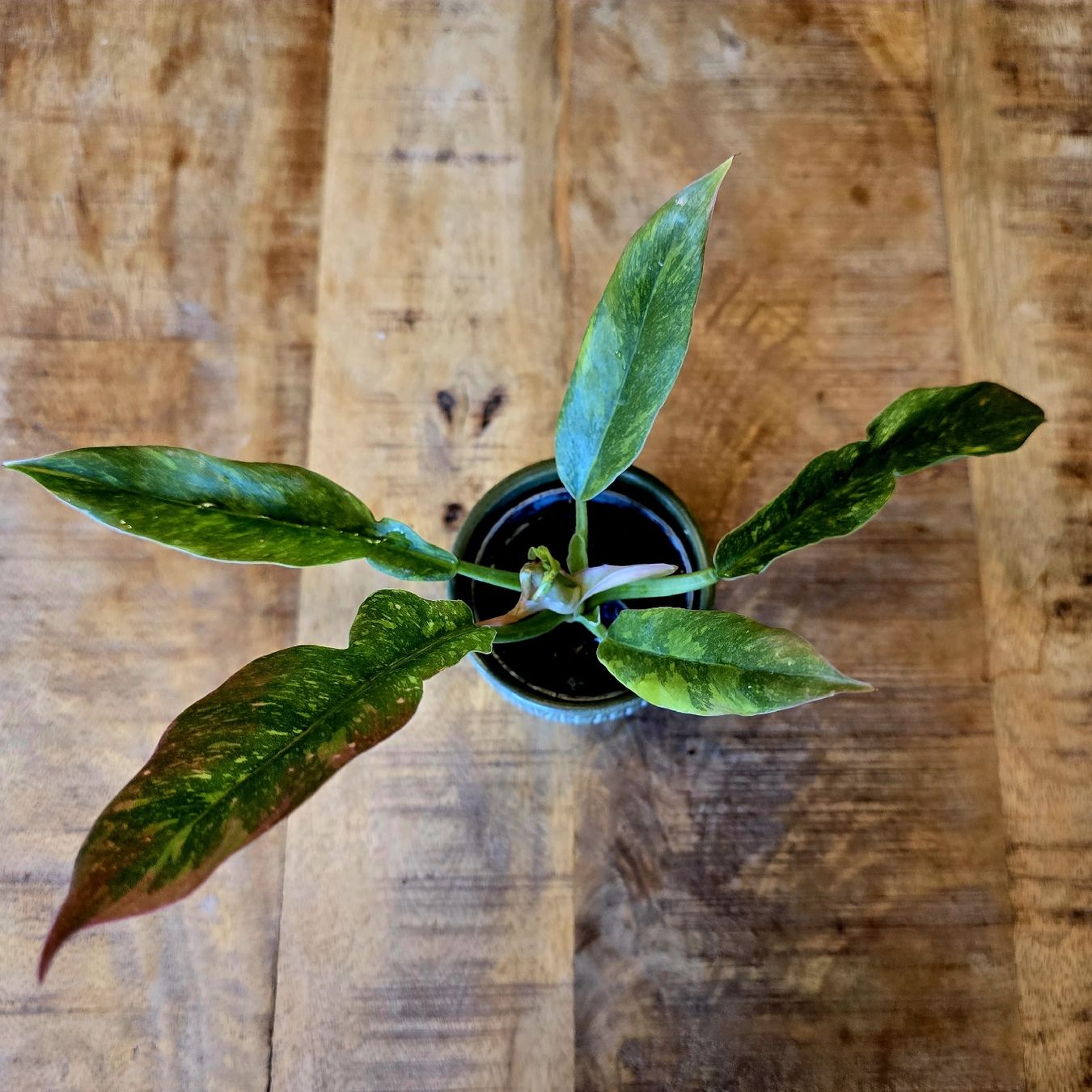 Piante & sementi: 🪴 Philodendron Ring of Fire – Nuovo (secondo la descrizione) da Misery venduto da oas_khk5