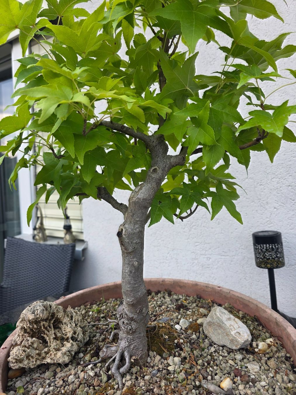 Plantes & graines: Ahorn Pre-Bonsai in Trainingstopf – D'occasion à Steinhausen par Dsandro 6