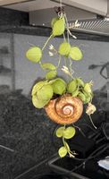 süsse snailpflanze, schneckenpflanze, pflegeleicht