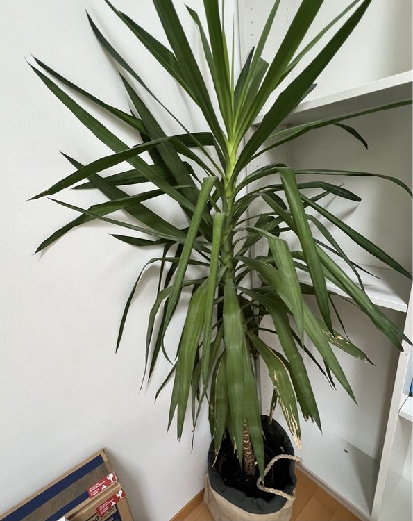 Yucca Pflanze Kaufen auf Ricardo
