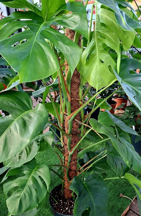 philodendron petiole Fuzzy Petiole Philodendron – Plant Detectives main image 1
