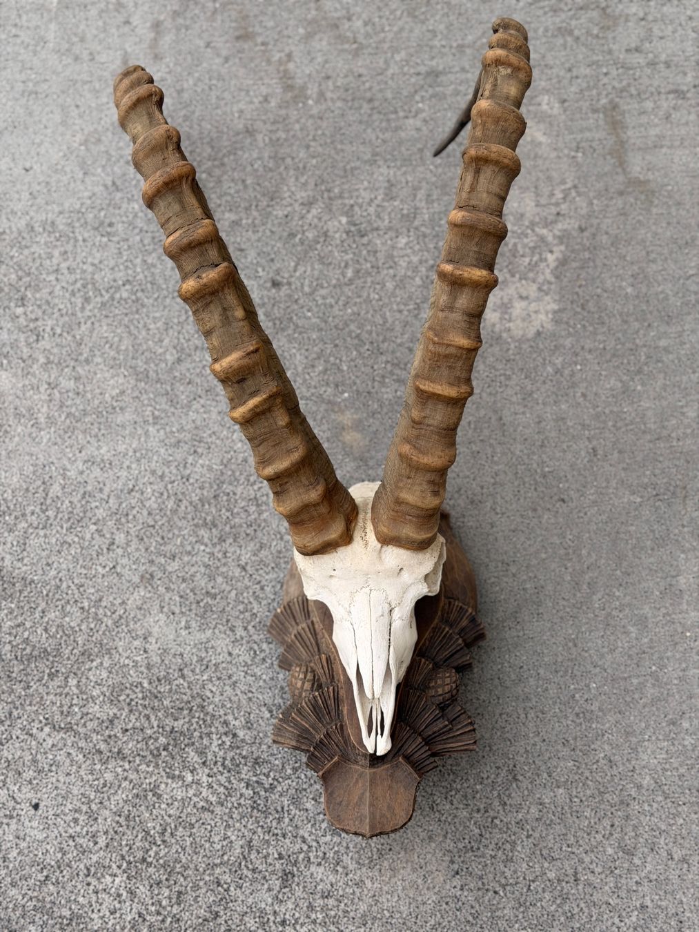 Monde des animaux: Steinbock Geweih – D'occasion à Küsnacht ZH par Icon21
