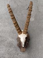 Steinbock Geweih