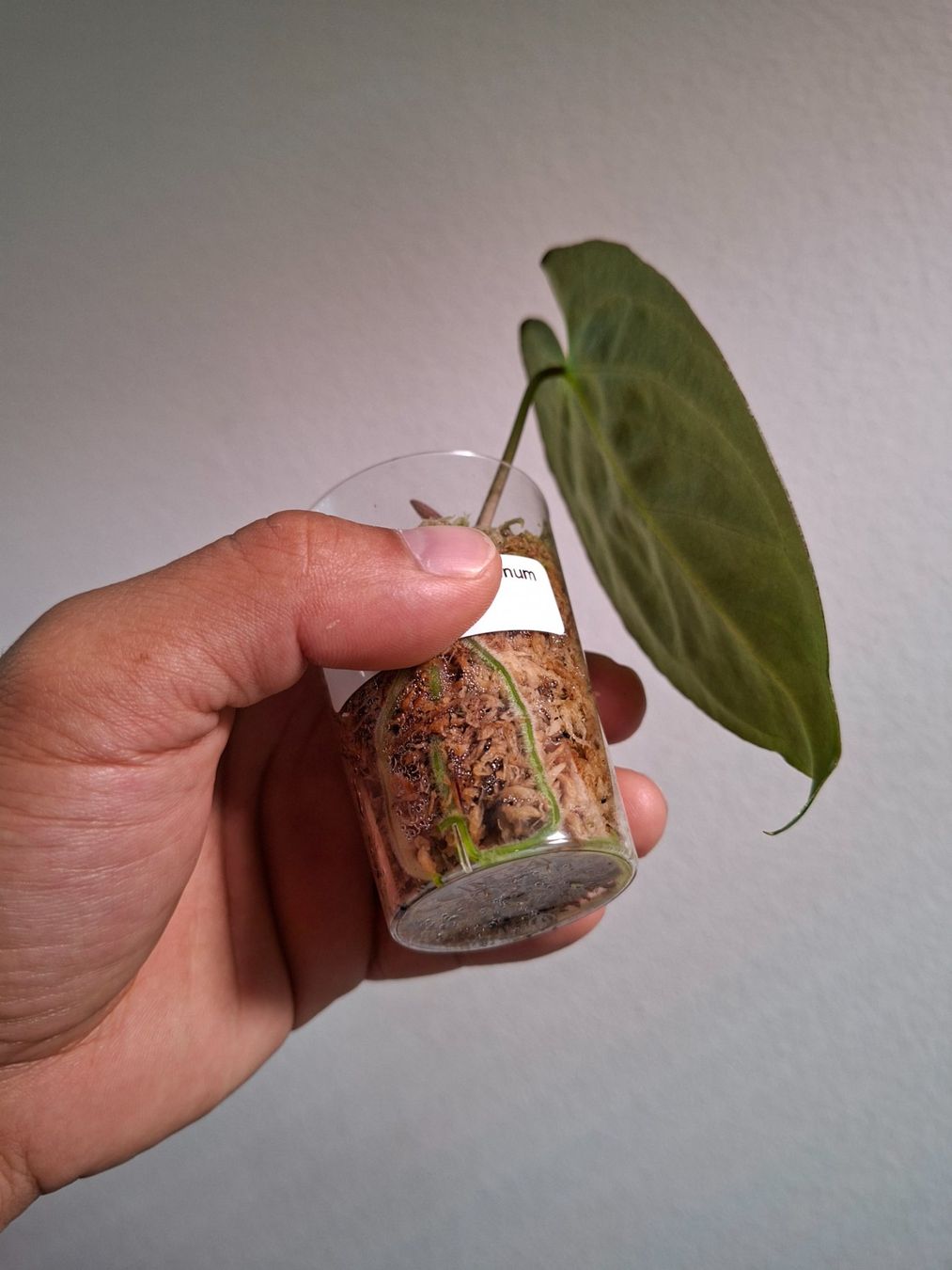 Piante & sementi: Anthurium papillilaminum x, Cutting #2 – Usato da Fahrweid venduto da Zingwei88 2