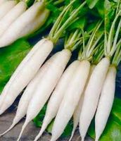Ab 5.- fr !!! Langer weißer Rettich "DAIKON" 10 Samen‪