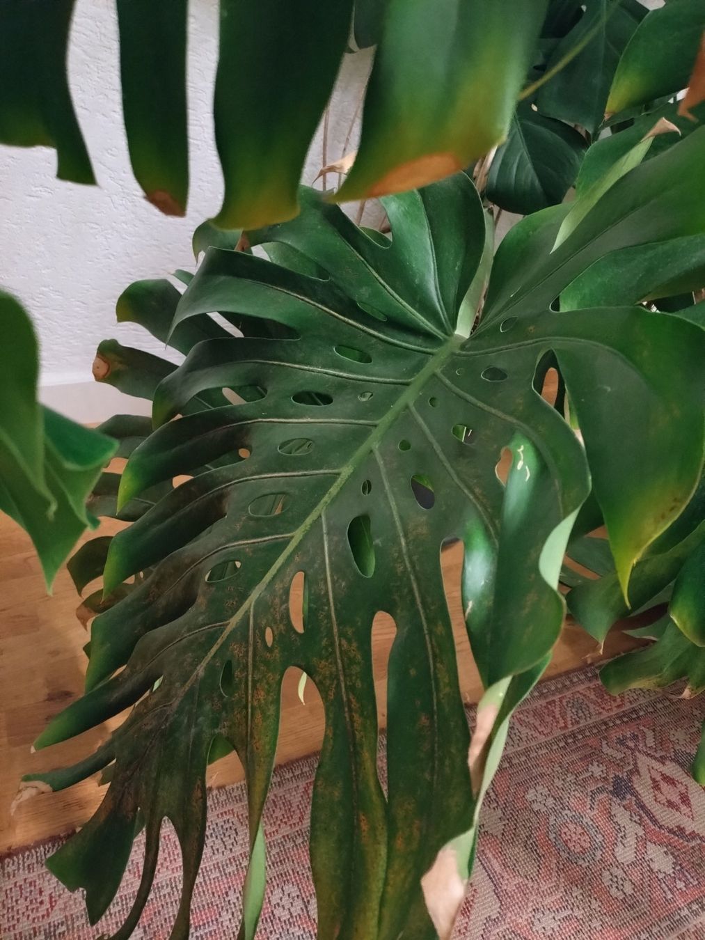 Pflanzen & Samen: Monster Monstera – Gebraucht aus Münchenstein von turteltaub 7