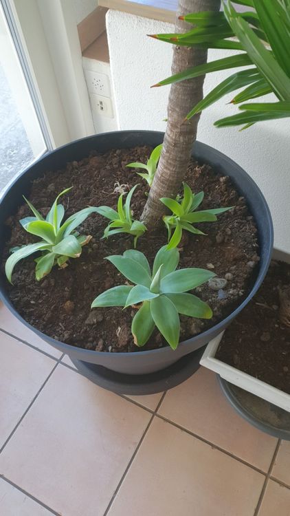 1 x Drachenbaum - Agave / agave attenuata (Ableger) (Neu (gemss  Beschreibung)) in Leimbach TG fr CHF 9  mit Lieferung auf Ricardo kaufen