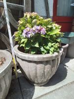 Blumentopf mit Hortensie grau ca.50cm hoch, schwer