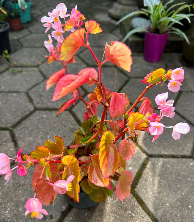 Schiefblatt (Begonia fischeri) Pflanze Kaufen auf Ricardo