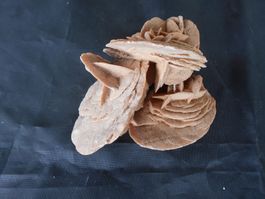 Selenit Gips Sandrose Tunesien ca. 393 gr.