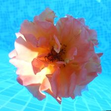 Profile image of Evelyne222