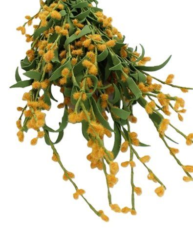 Tutte le decorazioni: Mimosenzweig gelb – Nuovo (secondo la descrizione) da Schlatt TG venduto da mavo85 1