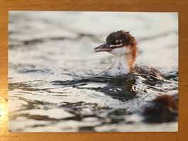 Postkarte Vögel Gänsesäger