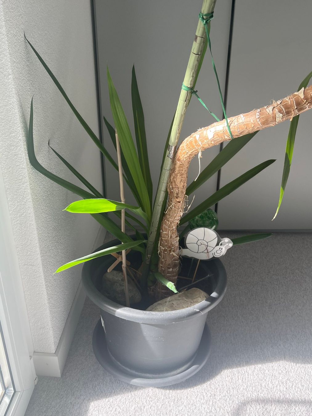 Piante & sementi: Riesige Yucca Palme ca. 2m gross – Usato da Arbon venduto da vb4all 1