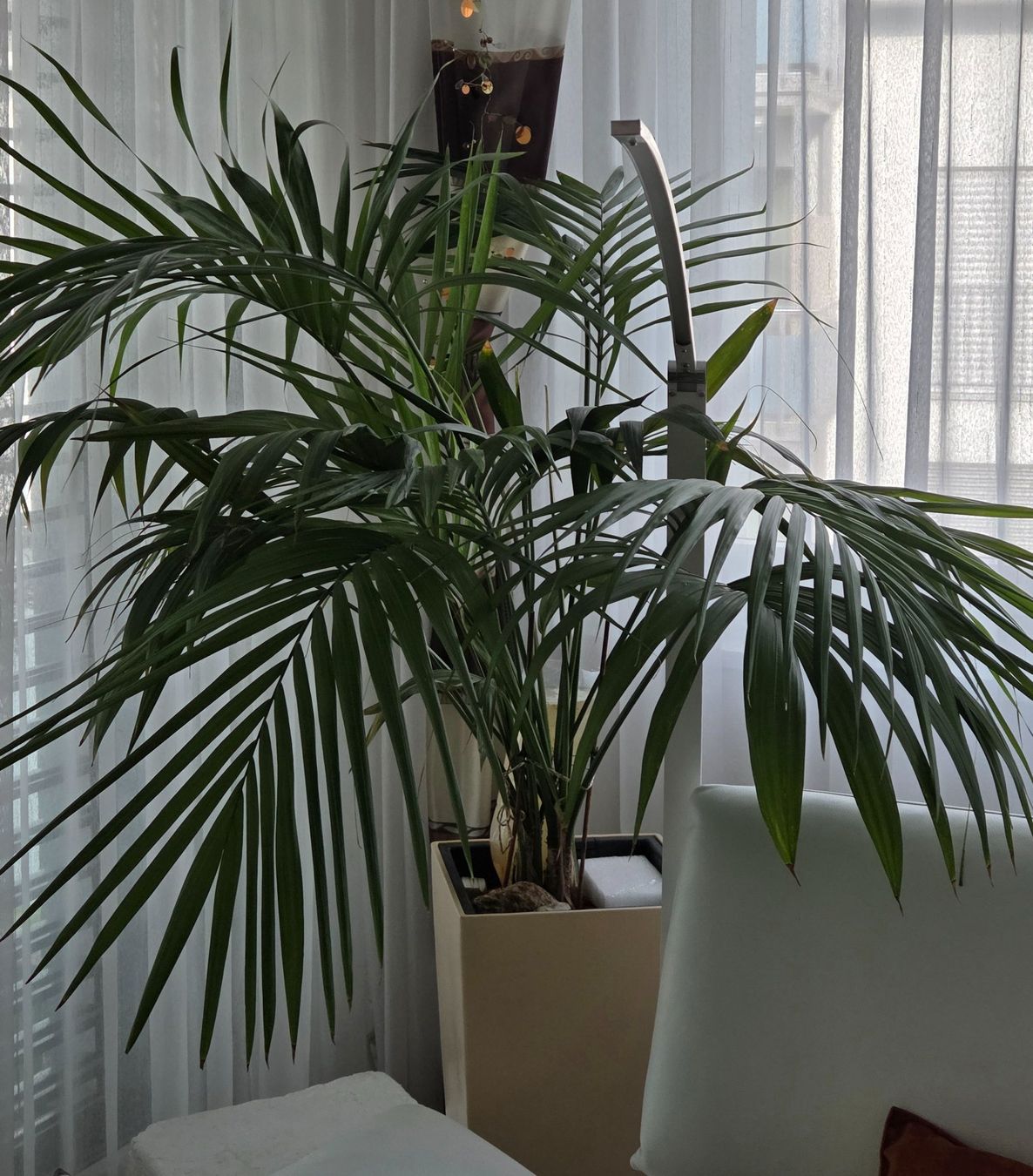 Pflanzen & Samen: Zimmerpflanze Palme – Gebraucht aus Stans von chessy. 1