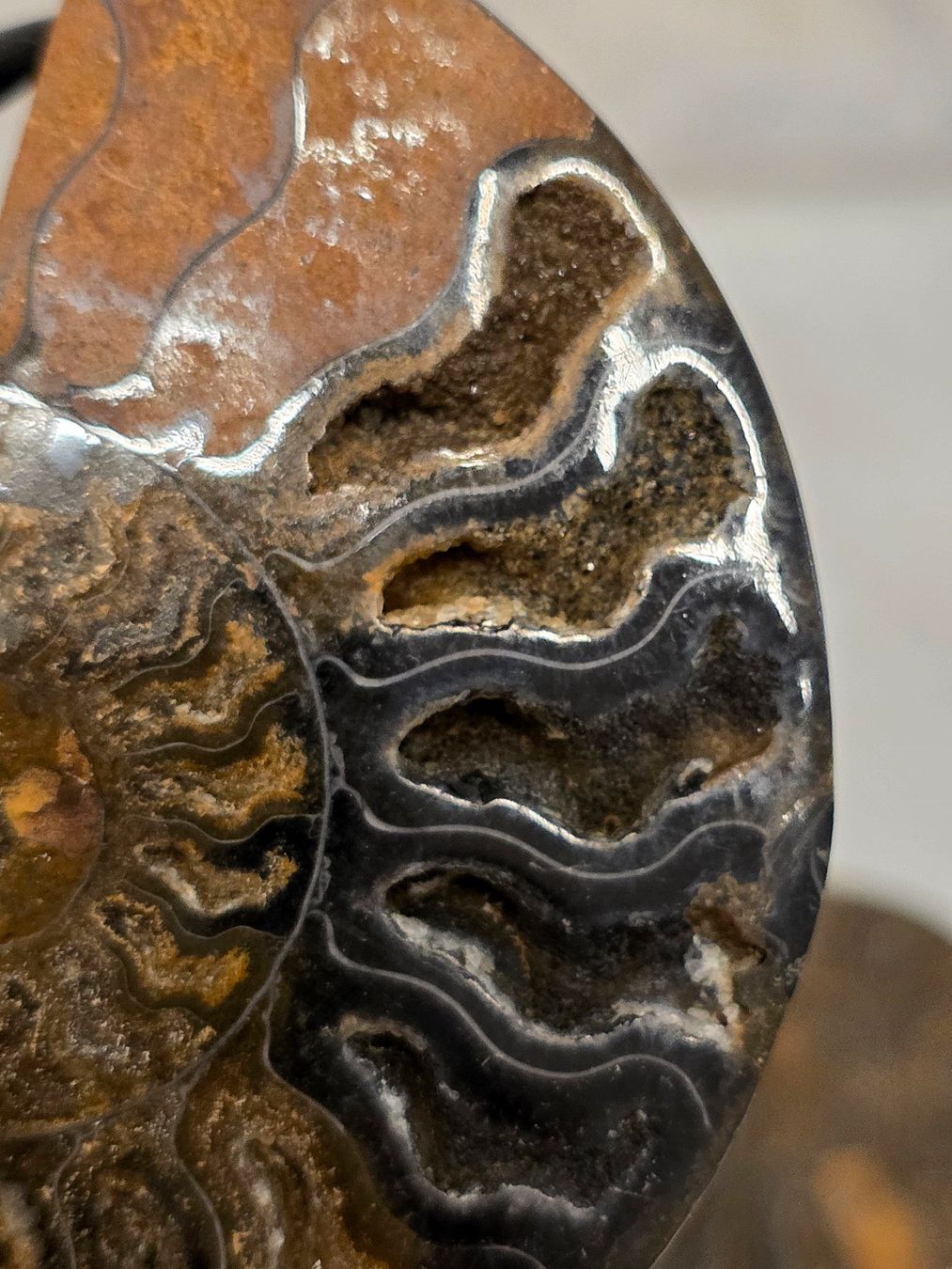 Fossili: Ammoniten Paar 124g – Usato da Matzingen venduto da Shay_Crystalz 1