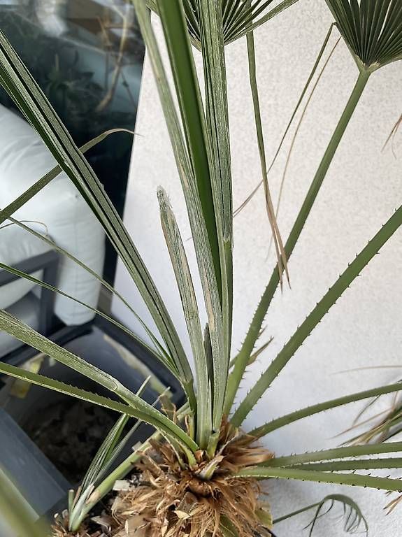 Piante & sementi: Palme - ca 180cm – Usato da Gachnang venduto da ch.m 3