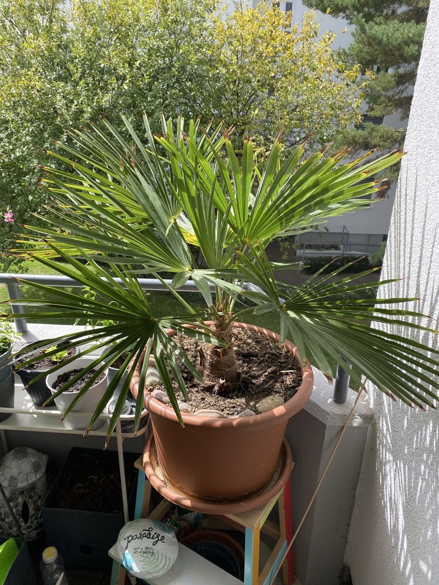 Piante & sementi: wunderschöne Palme ca. 90 cm hoch inkl. Topf – Usato da Sargans venduto da sel85
