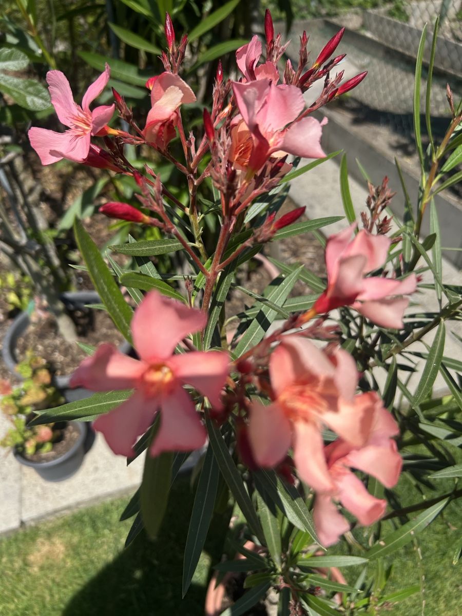 Piante & sementi: Oleander lachsfarbig – Usato da Kirchleerau venduto da Moritz15A 1