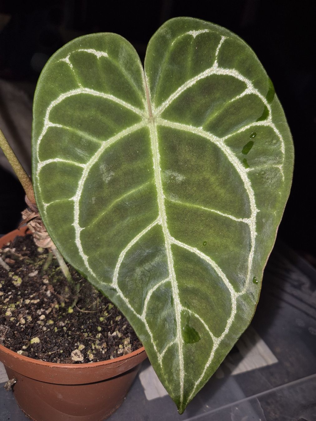 Piante & sementi: Anthurium Crystallinum – Usato da Urtenen-Schönbühl venduto da Pflanzenherberge 1
