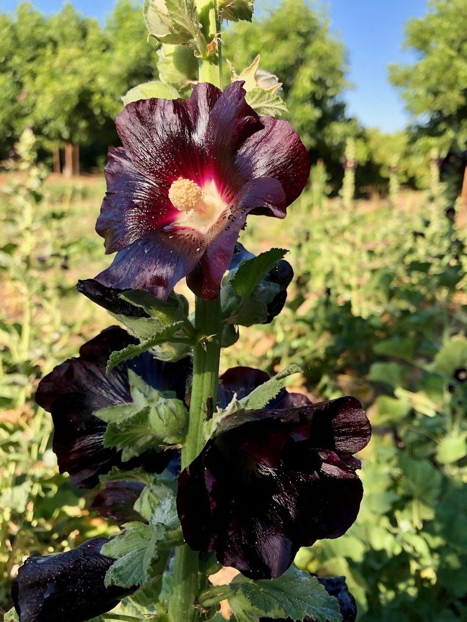 Piante & sementi: 100 Samen schwarze Stockrose Alcea nigra – Usato da Ehrendingen venduto da VerveinaSamen 8