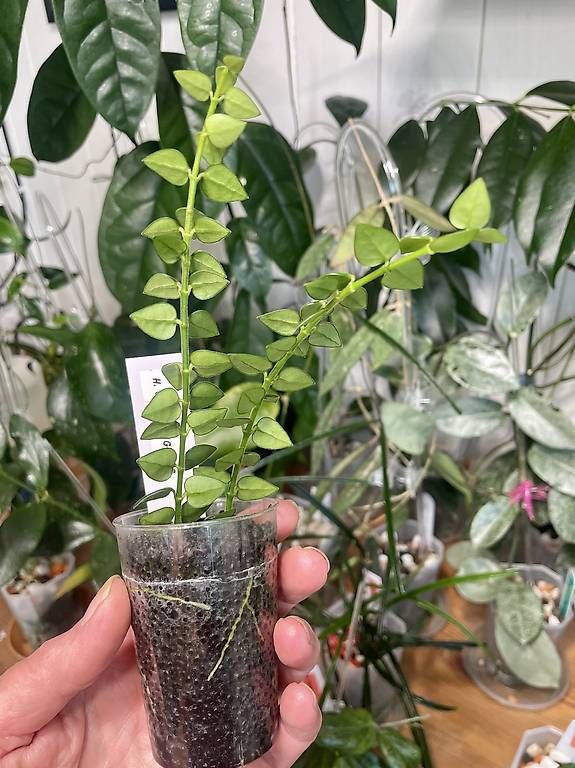 Piante & sementi: Hoya chihungensis – Usato da Schönholzerswilen venduto da Leavylounge 1
