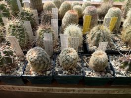 Echinocereus pectinatus v. wenigeri ctenoides
