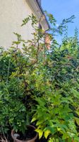 Szechuan-Peffer-Baum (Zanthoxylum piperitum)