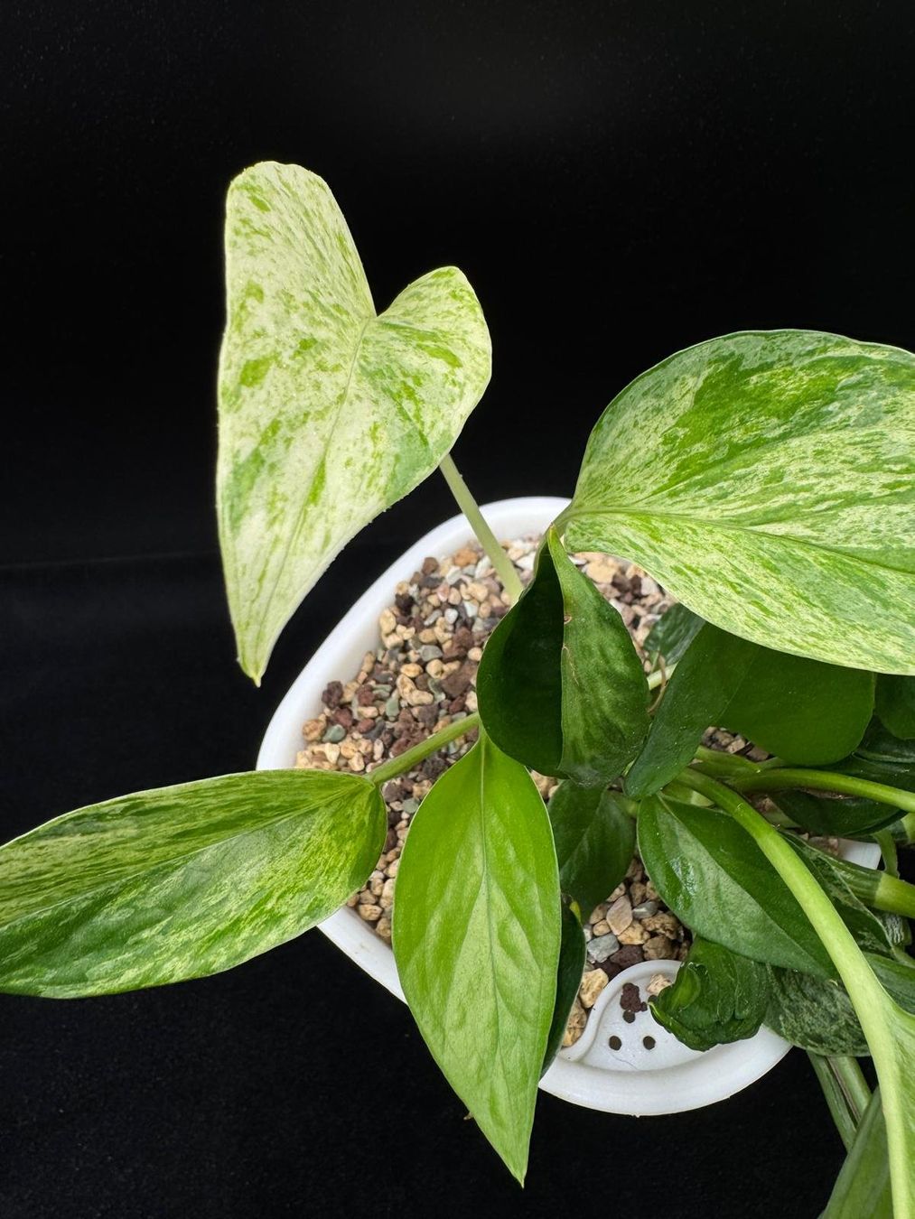 Pflanzen & Samen: Epipremnum aureum, diverse Arten in Semihydro – Neu (gemäss Beschreibung) aus Bühler von googelibear 3