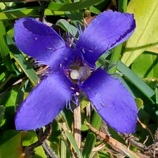 Profile image of ChiaraCindyLou