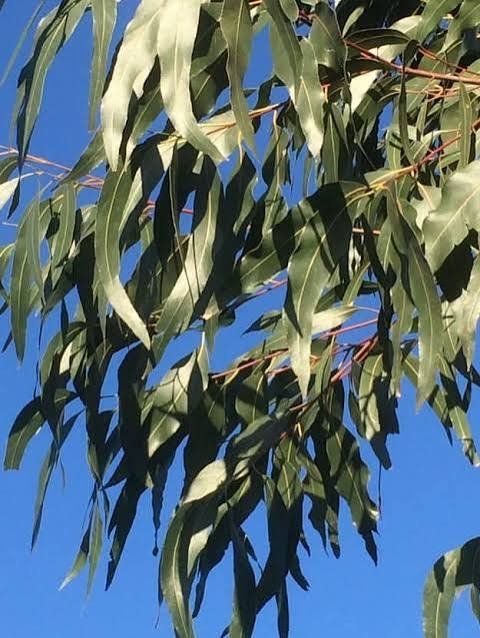 Piante & sementi: Ruten, Manna Eucalyptus - Eucalyptus viminalis - 50 Samen – Nuovo e nell'imballaggio originale da Sumiswald venduto da Cham14558