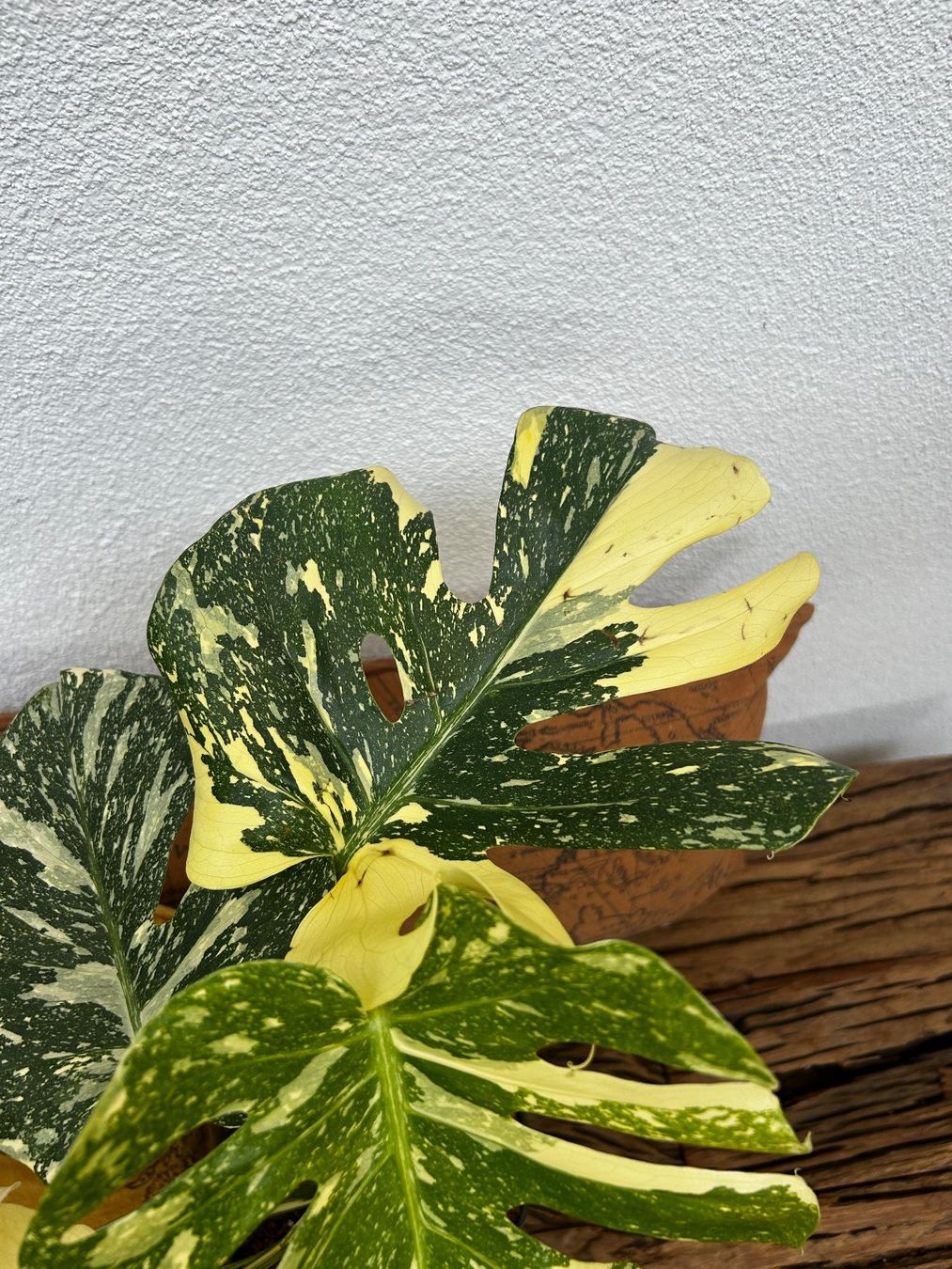 Piante & sementi: Monstera Thai Constellation💚 – Usato da Wattwil venduto da Mikesplantshop 1