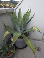 Agave americana – eindrucksvolle grosse Amerikanische Agave