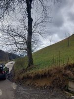 Nussbaum Stamm
