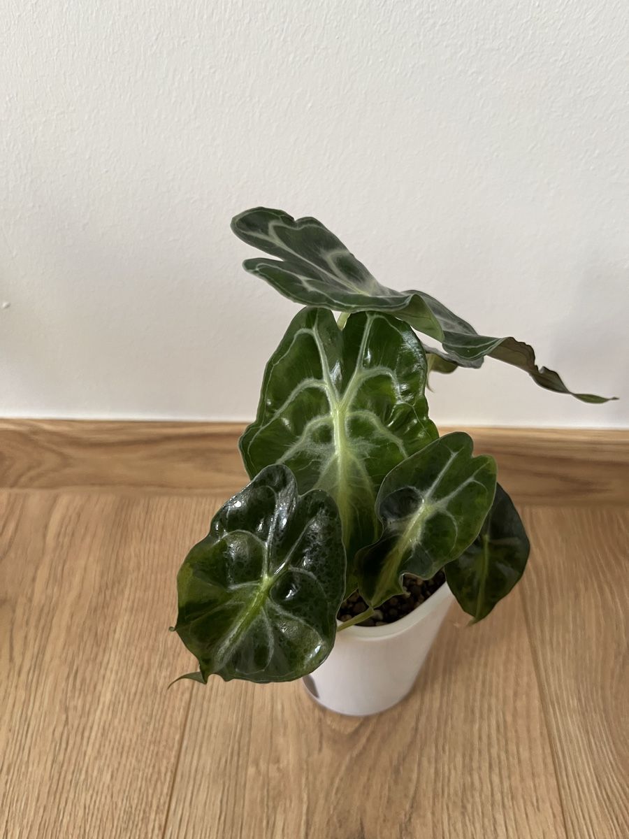 Piante & sementi: Alocasia Venom  – Usato da Basel venduto da philuftikuss 1
