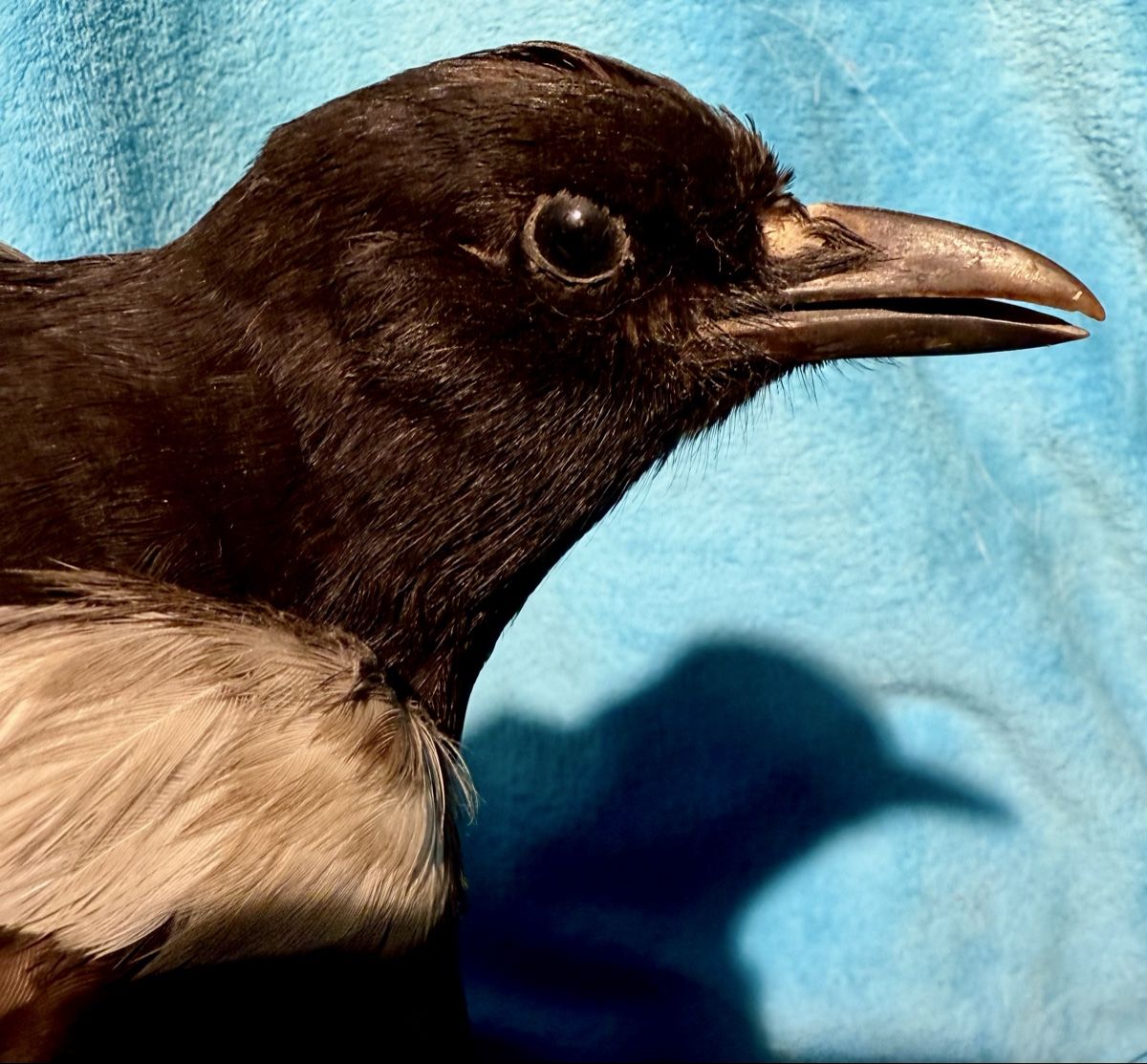 Il mondo degli animali: ELSTER Vogelpräparat – Usato da Bern venduto da felberunderground