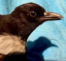 ELSTER Vogelpräparat