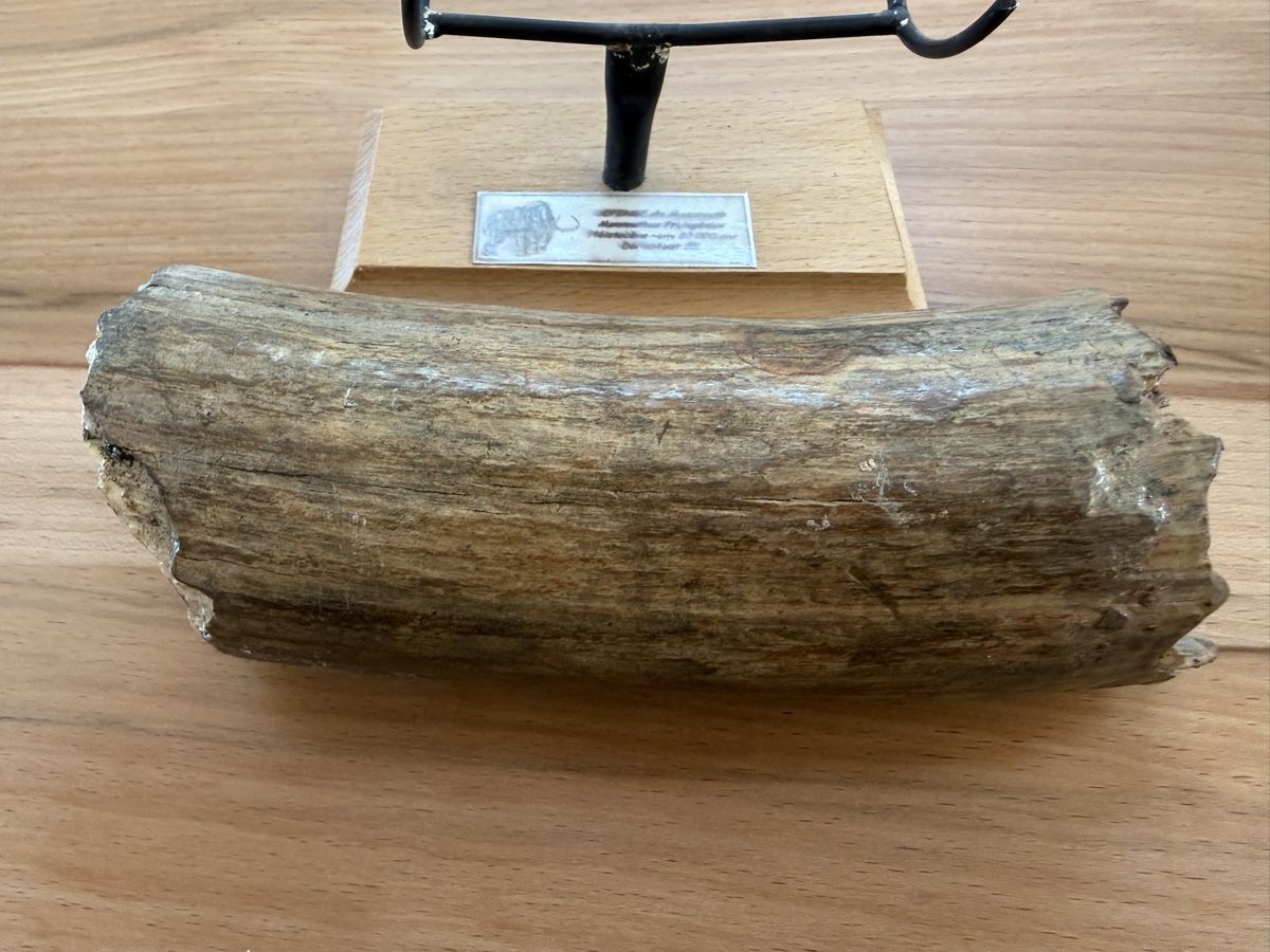 Fossili: Mammut-Stosszahn – Usato da Grenchen venduto da Bastet007 3