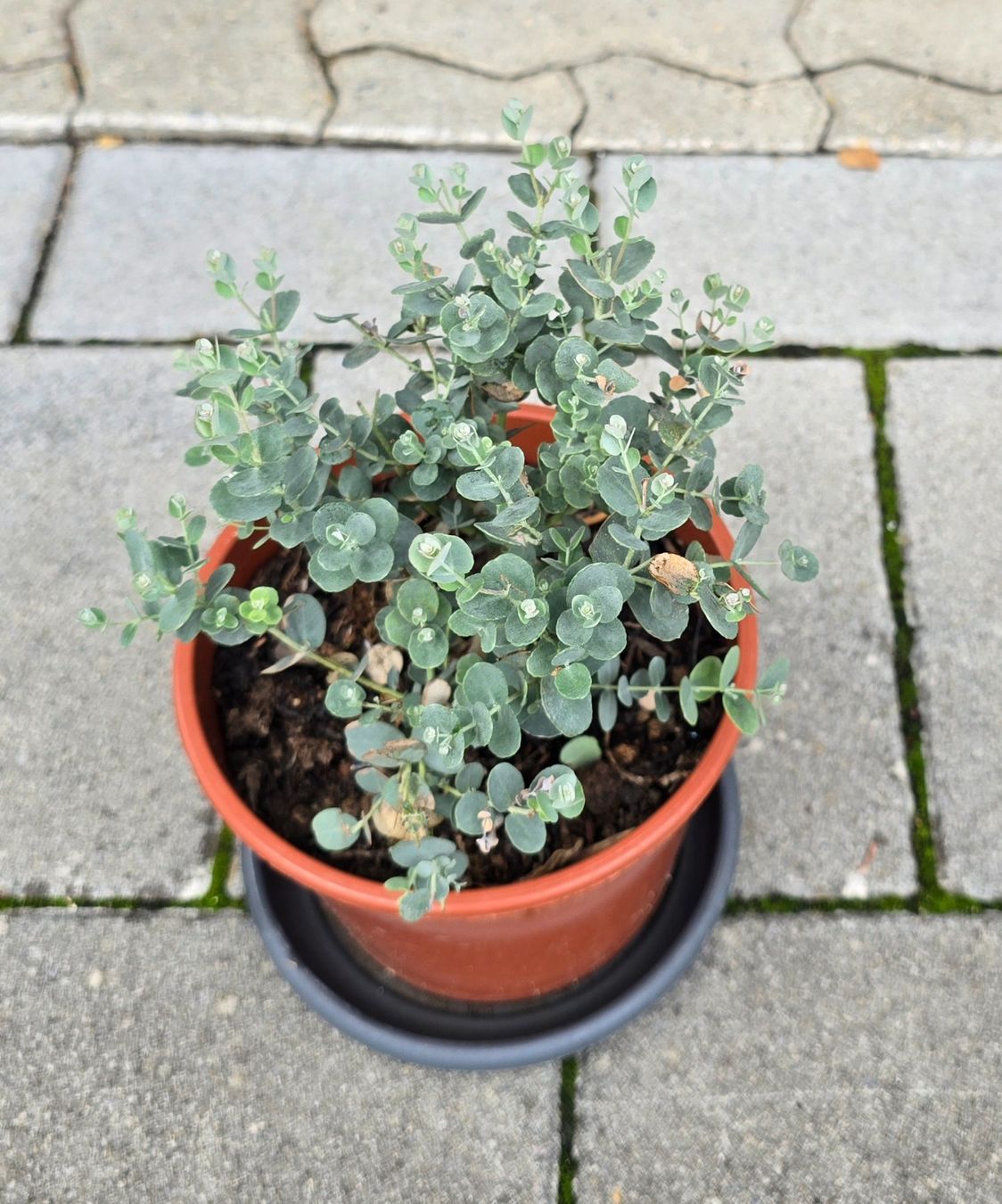 Pflanzen & Samen: Eukalyptus Pflanze – Neu (gemäss Beschreibung) aus Aarburg von popkorn65 2