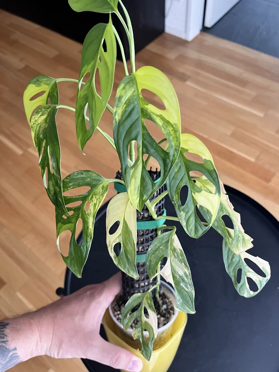 Piante & sementi: Monstera Adansonii Aurea – Usato da Uster venduto da ke114 1