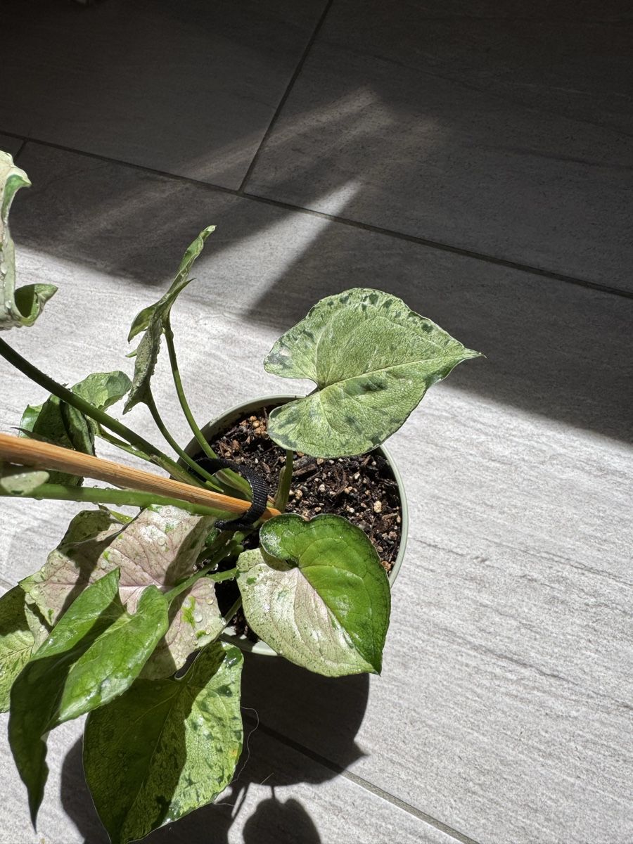 Pflanzen & Samen: Syngonium Green Splash – Gebraucht aus Sugiez von fabandy16 3