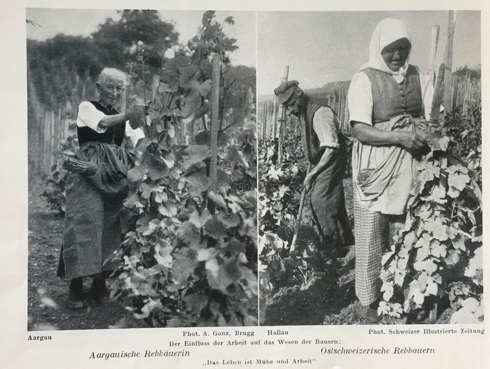 Landwirtschaft, Rebbau, Weinbau, Aargau, Ostschweiz,keine AK | Kaufen