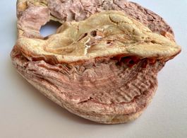 Huître fossilisée naturelle – Namibie