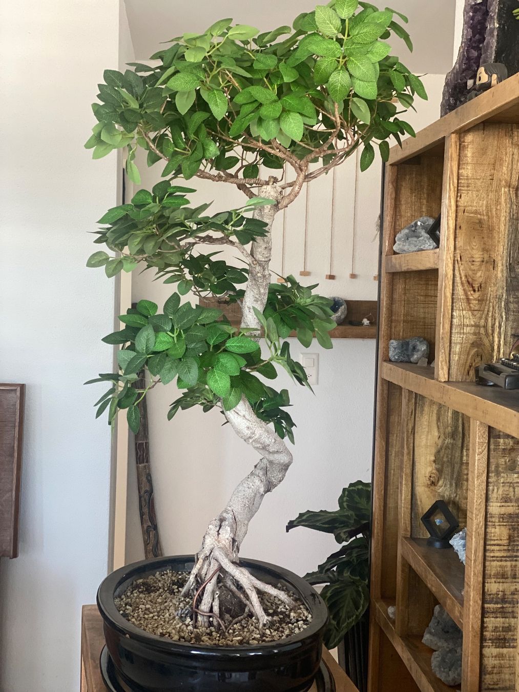 Piante & sementi: Imposanter Ficus - einzigartiger Blickfang – Usato da Aarau Rohr venduto da Sergiomendez 3