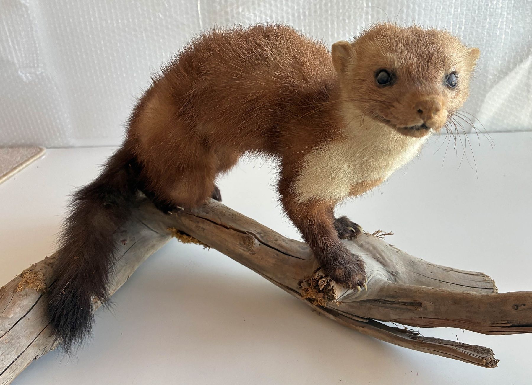 Monde des animaux: Iltis auf Wurzel – D'occasion à Bäretswil par robsonantik 3