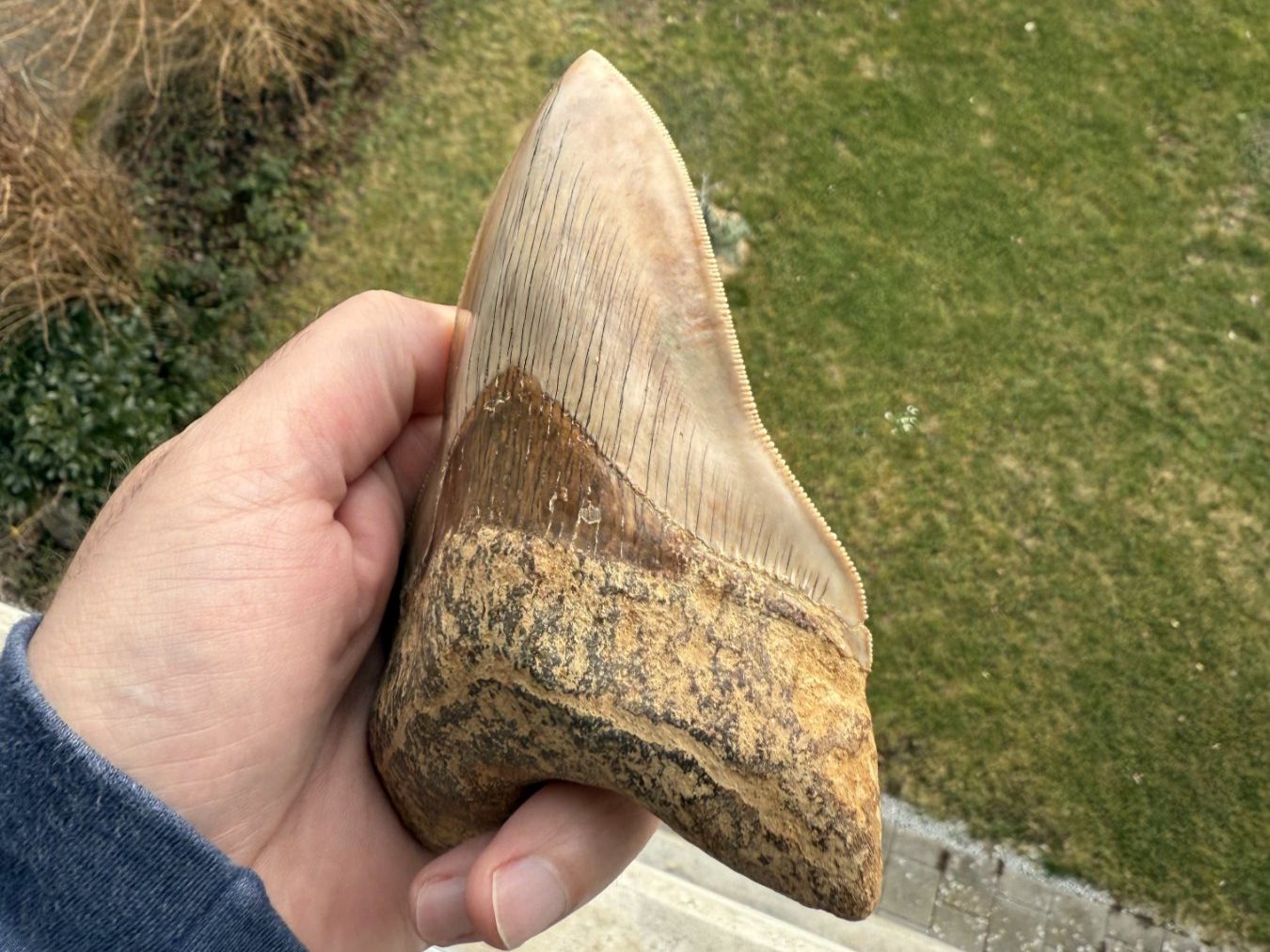 Fossili: Top Megalodon Zahn Indonesien – Usato da schüpfen venduto da rica122 1